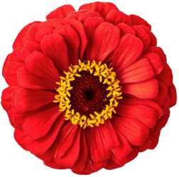 banner-red-flower